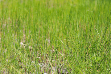 Long fresh green grass texture background view of grass garden Ideal concept used for making green flooring. green lawn pattern texture background