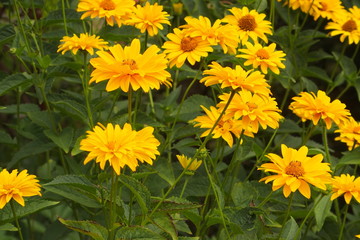 yellow flowers growing in the garden among green foliage background on a warm summer day in close-up