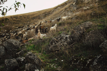 domestic sheep and goats graze on a mountain pasture. Flock of sheep. pets graze on the rocks of moldova. northern moldova - natural landscape. countryside landscape. Tourism and travel to Moldova.