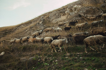 Obraz premium domestic sheep and goats graze on a mountain pasture. Flock of sheep. pets graze on the rocks of moldova. northern moldova - natural landscape. countryside landscape. Tourism and travel to Moldova.