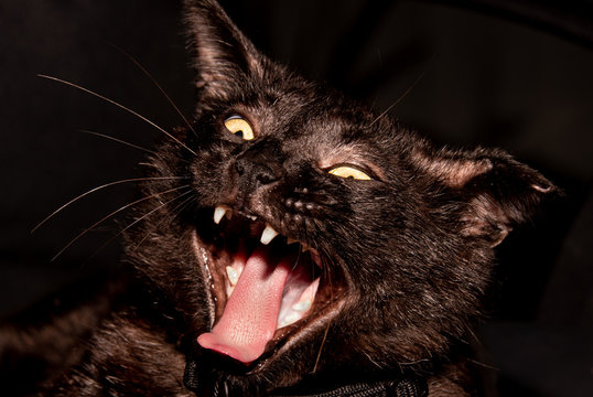 Black cat with mouth open