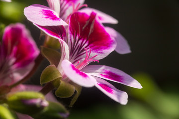 Fototapeta na wymiar Close up on a pink geranium flower with petals, pistils with pollen