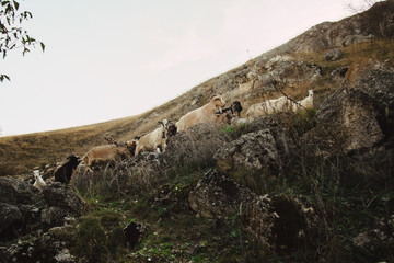 domestic sheep and goats graze on a mountain pasture. Flock of sheep. pets graze on the rocks of moldova. northern moldova - natural landscape. countryside landscape. Tourism and travel to Moldova.