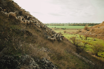 domestic sheep and goats graze on a mountain pasture. Flock of sheep. pets graze on the rocks of moldova. northern moldova - natural landscape. countryside landscape. Tourism and travel to Moldova.