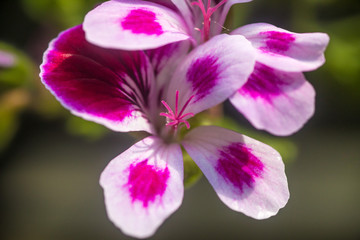Close up on a pink geranium flower with petals, pistils with pollen