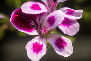 Close up on a pink geranium flower with petals, pistils with pollen