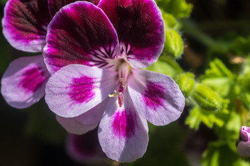 Close up on a pink geranium flower with petals, pistils with pollen