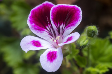 Close up on a pink geranium flower with petals, pistils with pollen