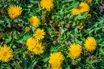 Yellow Kulbaba. Spring Flower. Dandelion