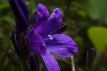 Close up on a purple campanula flower with petals, pistils with pollen