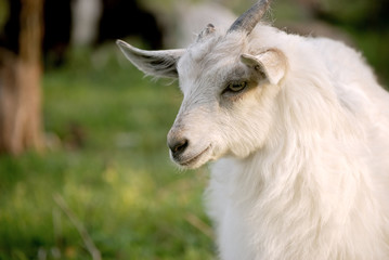 Domestic goat eats grass