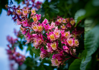 Fototapeta premium blooming pink flowers chestnut tree