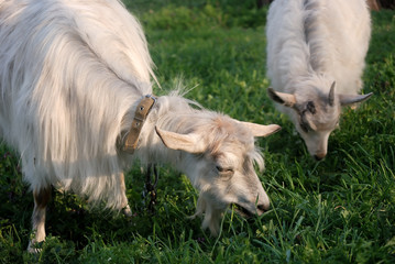 Obraz premium Domestic goat eats grass