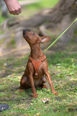 Miniature pinscher with uncut ears in the park
