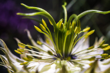Close up on a Nigella flower with petals, pistils with pollen