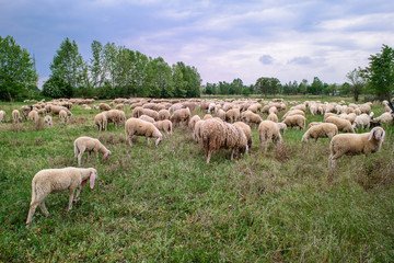Fototapeta premium Sheep and goats