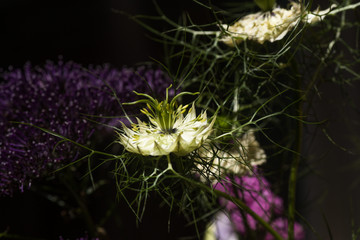 Close up on a Nigella flower with petals, pistils with pollen
