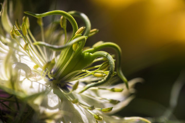 Close up on a Nigella flower with petals, pistils with pollen