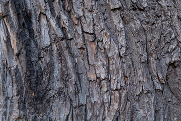 wood texture closeup in clear weather