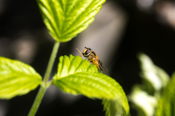 Close up on a fly or a bee resting on a green leaf with pollen bag on its leg