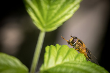 Naklejka premium Close up on a fly or a bee resting on a green leaf with pollen bag on its leg