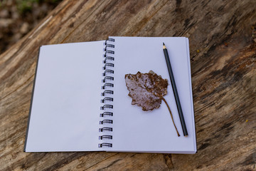 dry wilted leaf on white paper in an album on a wooden background and a pencil for drawing