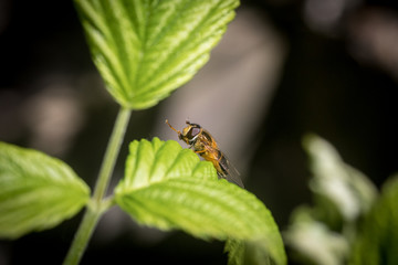 Close up on a fly or a bee resting on a green leaf with pollen bag on its leg