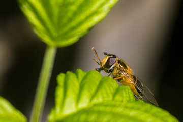 Close up on a fly or a bee resting on a green leaf with pollen bag on its leg