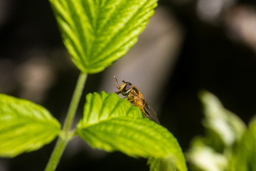 Fototapeta premium Close up on a fly or a bee resting on a green leaf with pollen bag on its leg