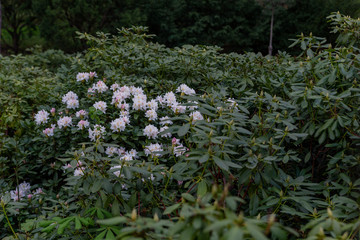 bushes bloom with white flowers