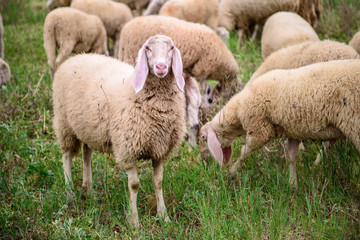 Obraz premium Sheep on the lawn