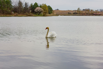 swan floats in the middle of the lake
