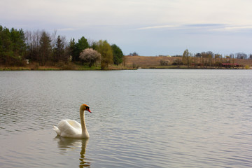 swan floats in the middle of the lake