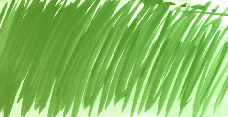 green grass isolated on white