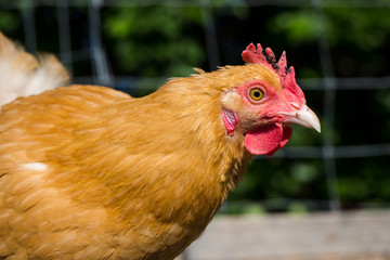 Portrait of a Buff Orpington Chicken Hen