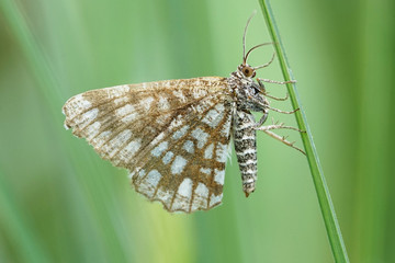 Nahansicht eines Gitterspanners