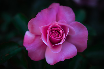 Very close up view of a pink rose with detail of the petals