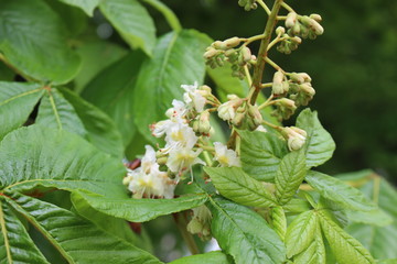 
Chestnuts bloomed with beautiful white candles in spring