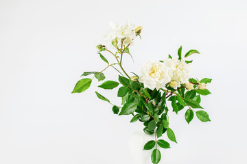 White roses flowers on the white background. Nice gift for any holiday.