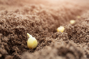 Pea seeds in the soil, macro photo. The concept of planting and growing legumes.