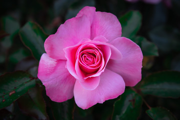 Very close up view of a pink rose with detail of the petals