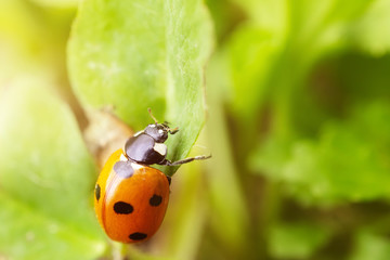 Ladybug on a green plant. The concept of nature, spring, summer. Environment Day. Macro photo. Copyspace.