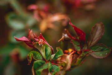 red ladybug on a green leaf of a rose