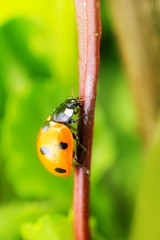 Ladybug on a green plant. The concept of nature, spring, summer. Environment Day. Macro photo. Copyspace.