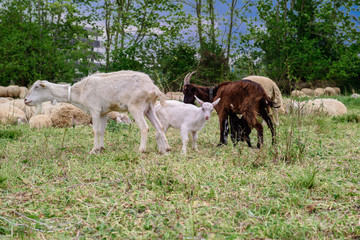 Goats on family farm.
