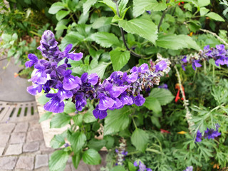 A branch of blue Salvia farinacea or Ajuga reptans flowers growing on the street of the city.