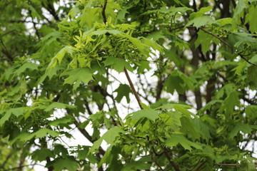 Fototapeta na wymiar Seeds ripen on a maple tree