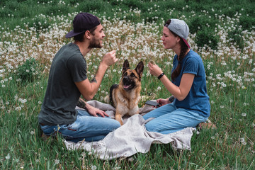 Family photo shoot with a dog in a field of dandelions. A guy, a girl and a German shepherd in nature.