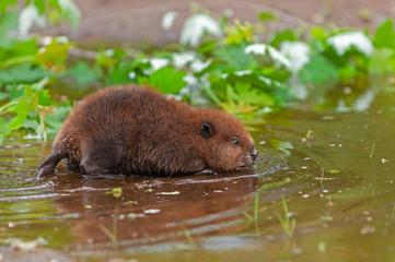 North American Beaver (Castor canadensis) Kit Wades Across Shallow Pond Reflected Summer
