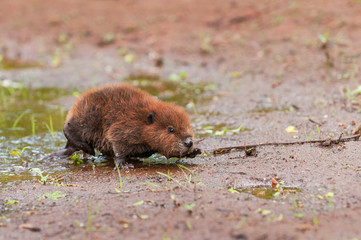 North American Beaver (Castor canadensis) Kit Walks Across Wet Ground Summer